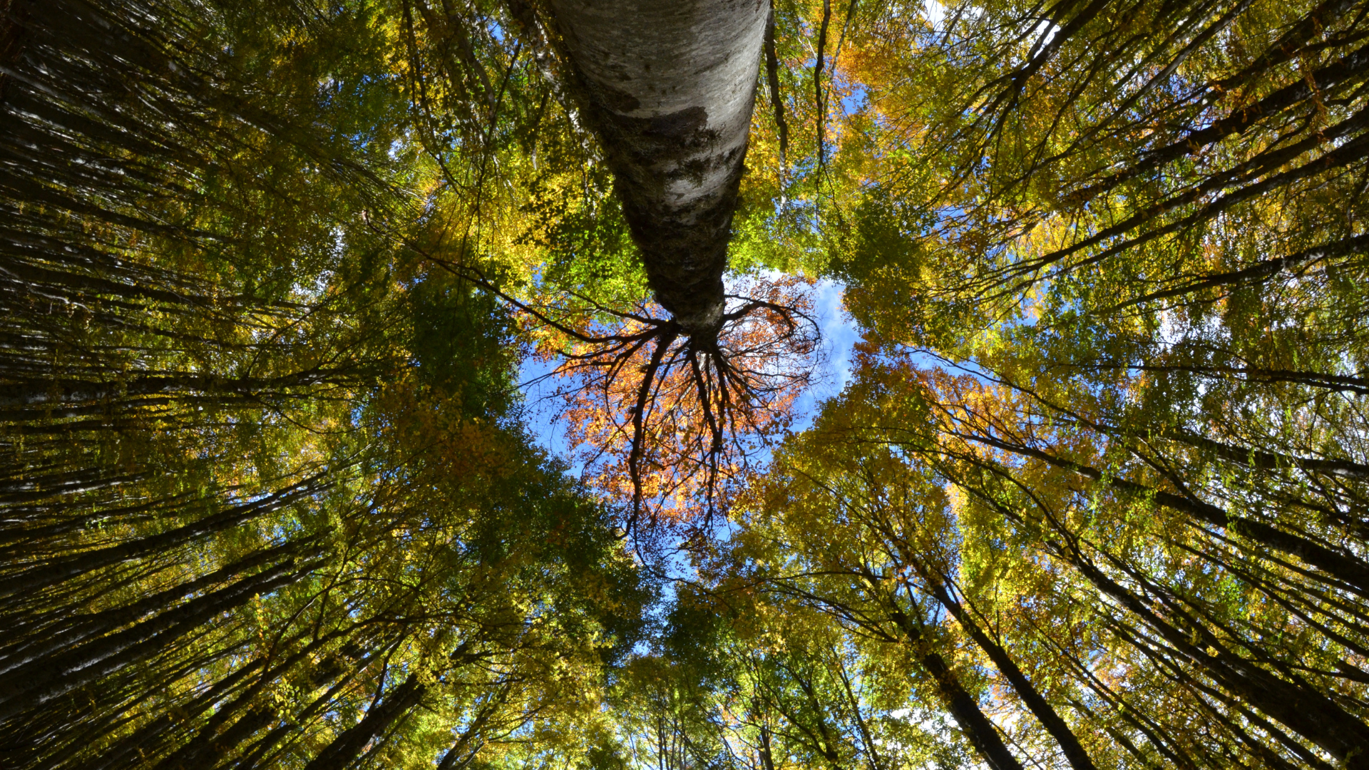 Segítő beszélgetés – Pszichológiai tanácsadás