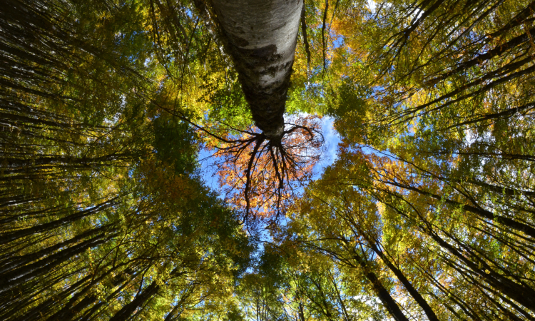 Segítő beszélgetés – Pszichológiai tanácsadás