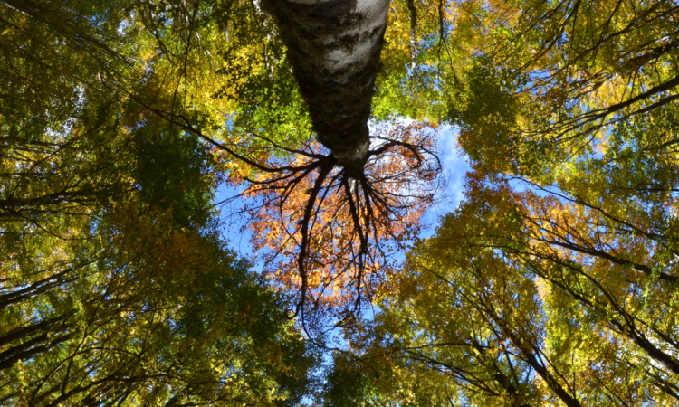Pszichológiai tanácsadás
